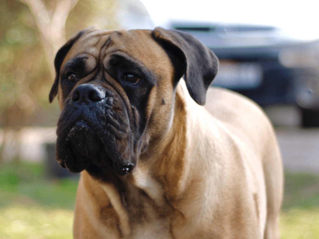 Dog Breeds Dog Breeds