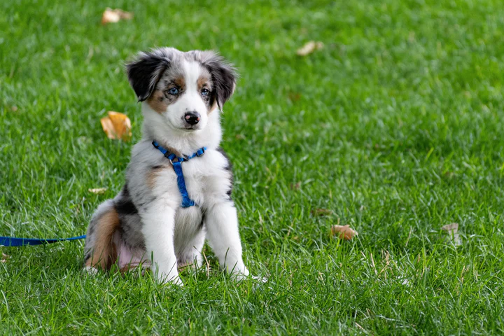 Dog Breeds Dog Breeds