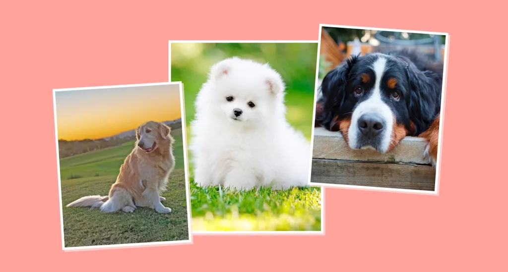 Dog Breeds Dog Breeds