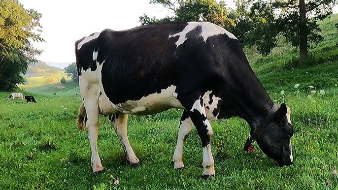 Cow Dream Cow Dream
