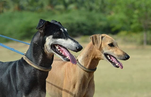 Dog Breeds Dog Breeds