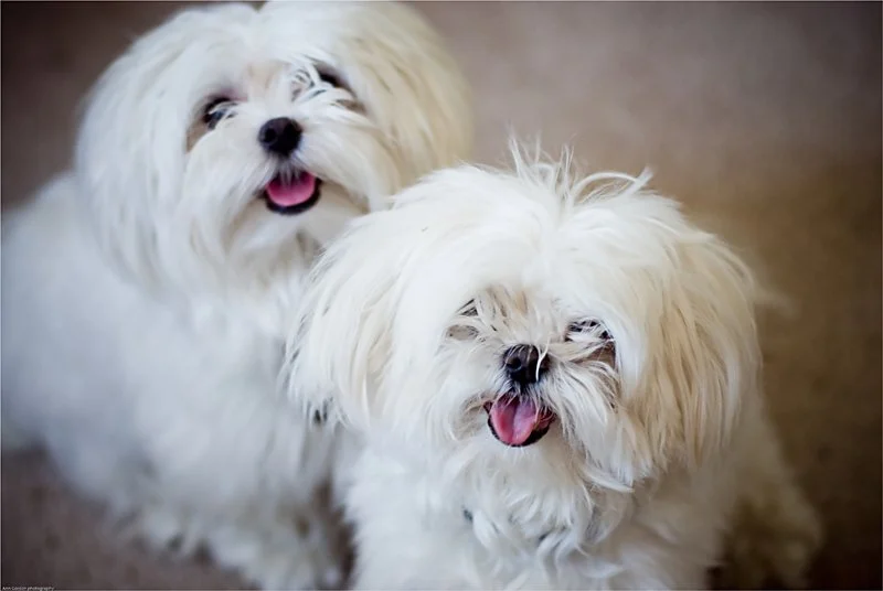 Dog Breeds Dog Breeds