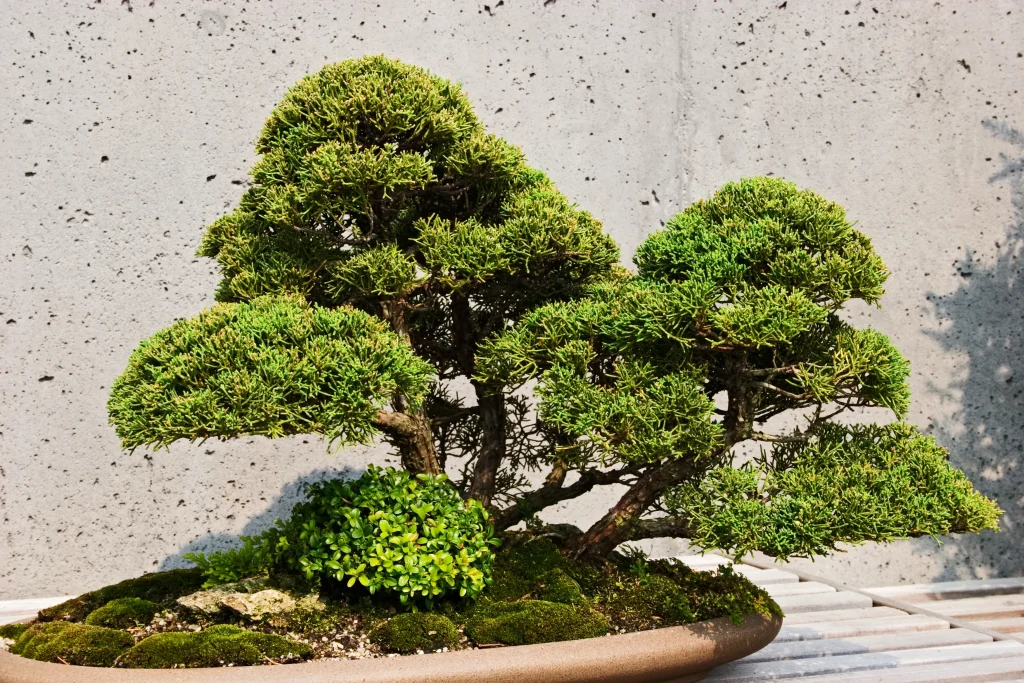 Bonsai Plants
