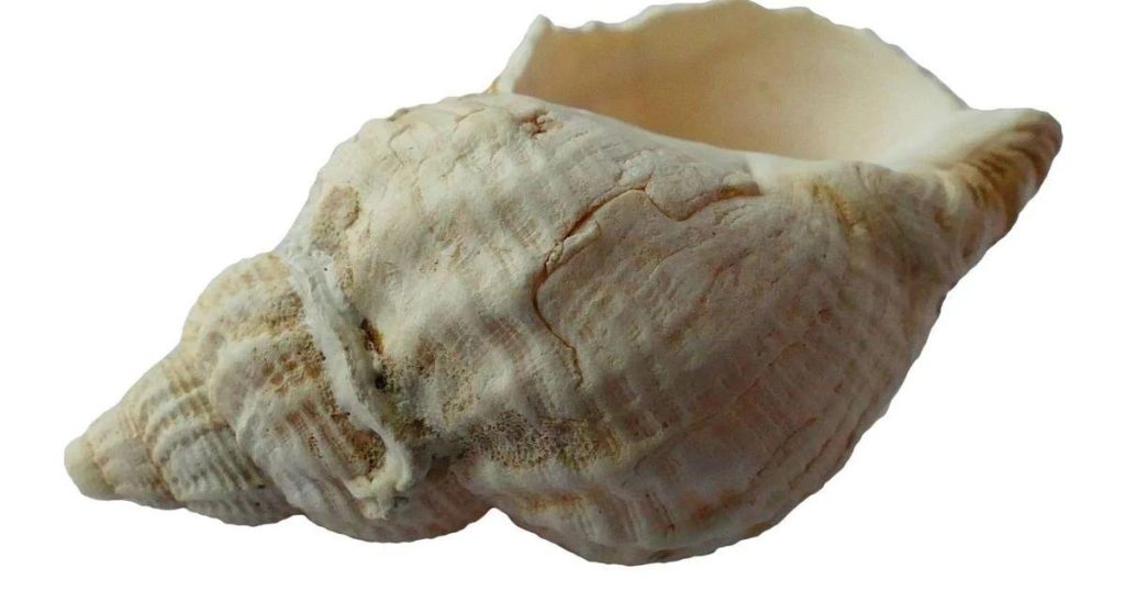 Conch Shell Conch Shell