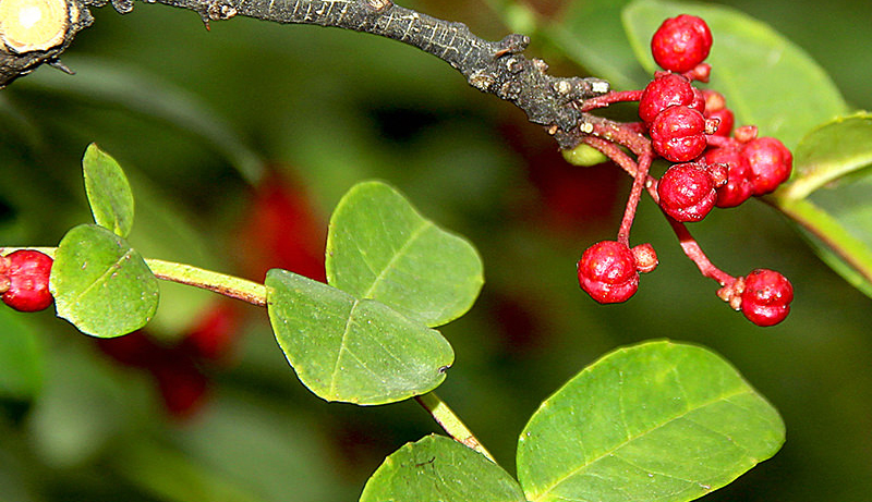 Prickly Ash Plant Prickly Ash Plant